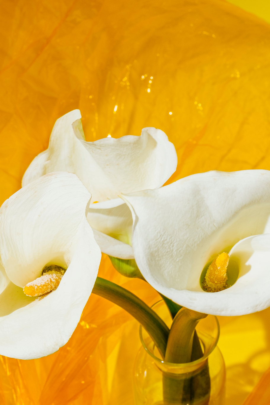 Calla Lilies in Glass Vase